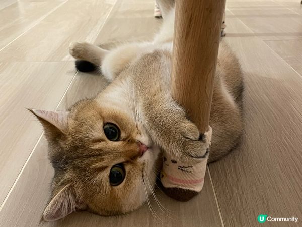 我家有隻貓主子：小千，佢最鍾意躺平同埋練貓貓拳