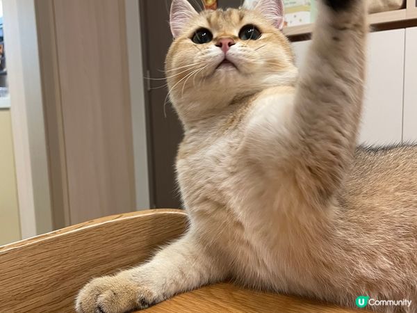 我家有隻貓主子：小千，佢最鍾意躺平同埋練貓貓拳