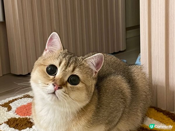 我家有隻貓主子：小千，佢最鍾意躺平同埋練貓貓拳