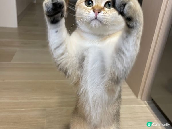 我家有隻貓主子：小千，佢最鍾意躺平同埋練貓貓拳