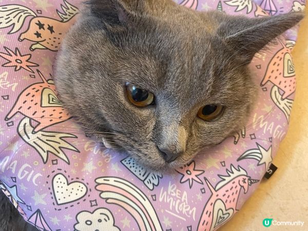 蝙蝠仔快要變蝙蝠俠
