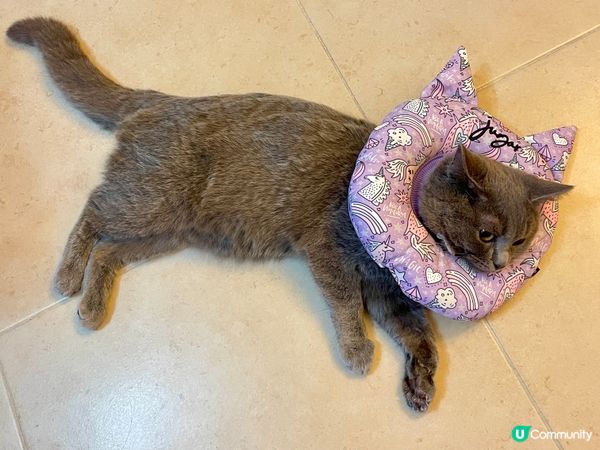 蝙蝠仔快要變蝙蝠俠
