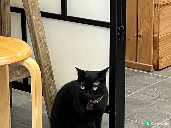 圖1: 寵物打卡位：西九龍 ； 圖3:我的毛孩：3歲的三色貓...