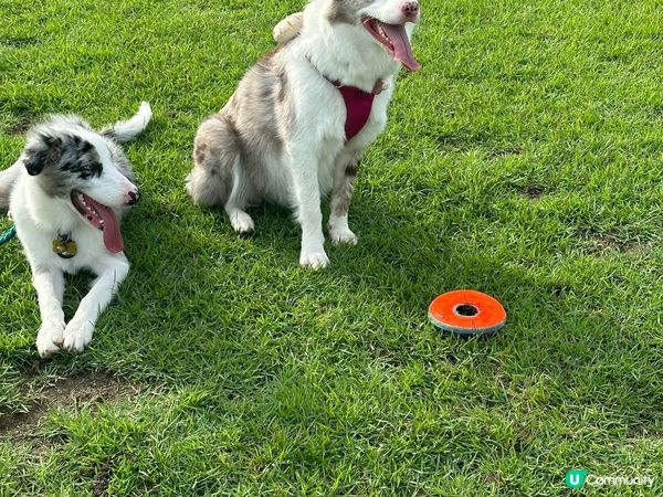 圖1: 寵物打卡位：西九龍 ； 圖3:我的毛孩：3歲的三色貓...