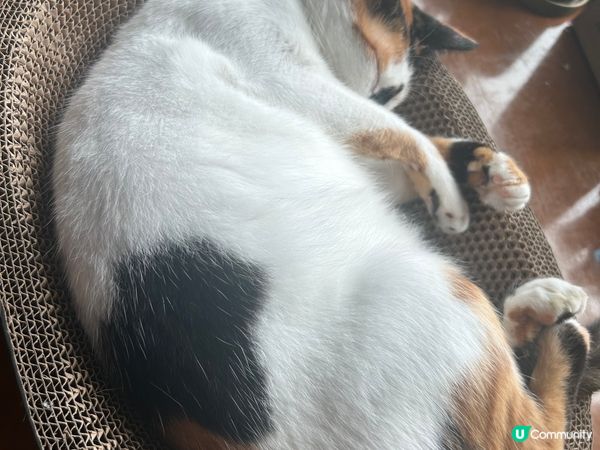 圖1: 寵物打卡位：西九龍 ； 圖3:我的毛孩：3歲的三色貓...