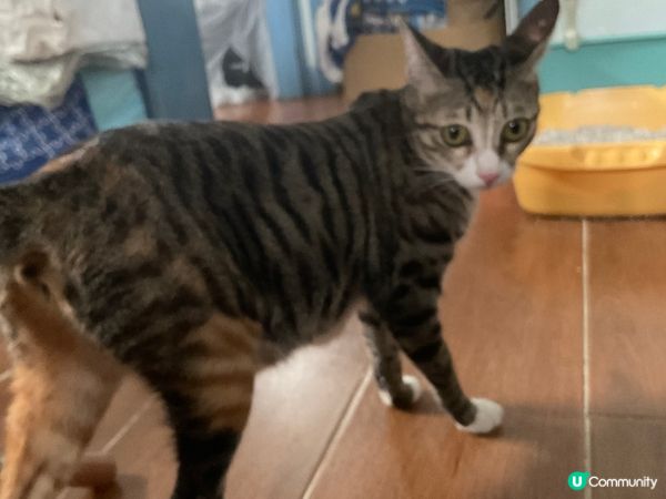 左至右分別喺薯嘜 肉肉 薯條 全部都係領養返嚟嘅可愛BB 想...