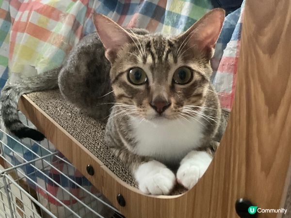 左至右分別喺薯嘜 肉肉 薯條 全部都係領養返嚟嘅可愛BB 想...