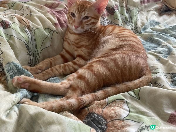 左至右分別喺薯嘜 肉肉 薯條 全部都係領養返嚟嘅可愛BB 想...