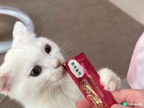 我的毛孩子—奶茶三兄弟，珍珠、奶茶同雪糕，快遞個月大