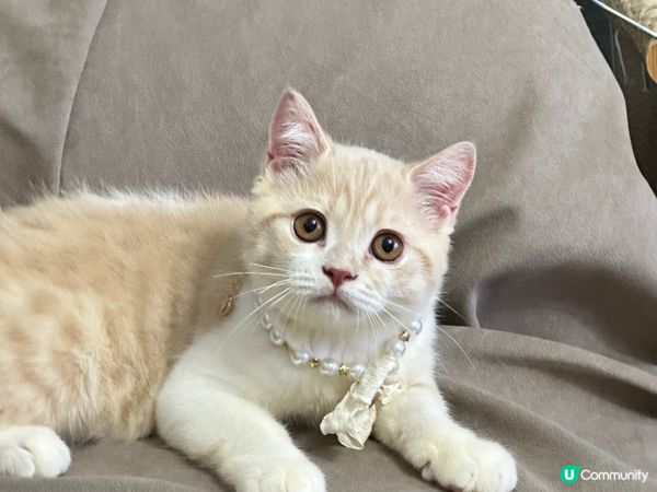 我的毛孩子—奶茶三兄弟，珍珠、奶茶同雪糕，快遞個月大