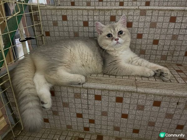 朗朗/ 圓圓/紫紫