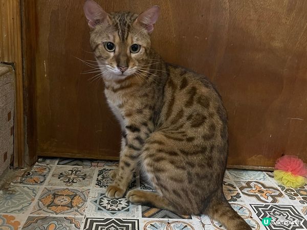 朗朗/ 圓圓/紫紫