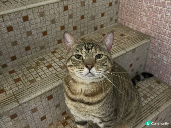 朗朗/ 圓圓/紫紫