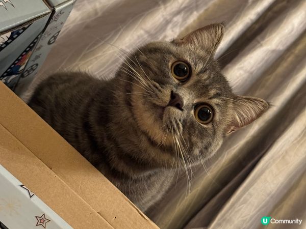 大仔：kimi 細仔：豆釘 大仔文靜 細仔百厭 兩個都好為食...