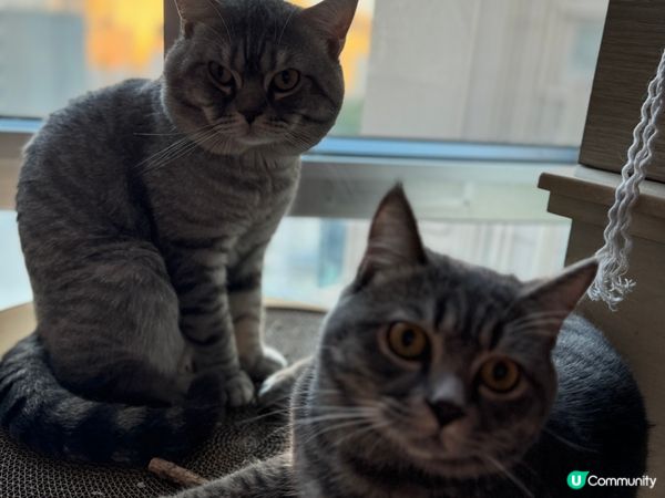 大仔：kimi 細仔：豆釘 大仔文靜 細仔百厭 兩個都好為食...