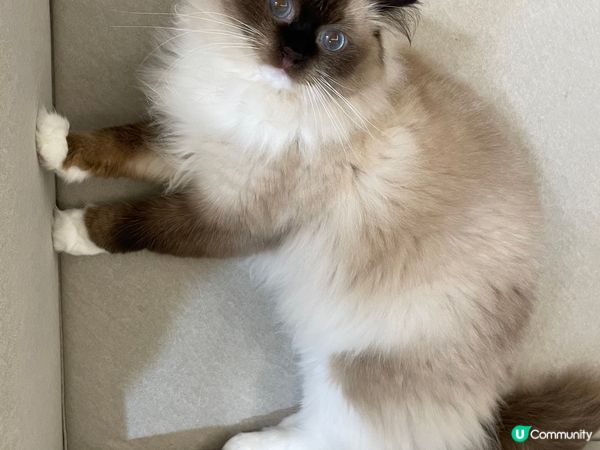 我叫黑b, 是隻海豹手套色布偶貓。我最鍾意扮cool, 翻肚...