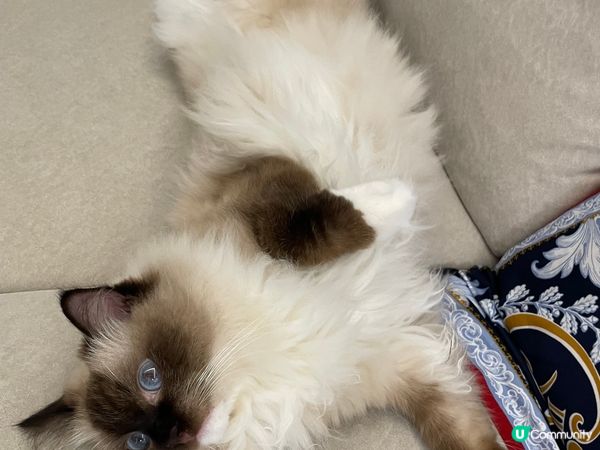 我叫黑b, 是隻海豹手套色布偶貓。我最鍾意扮cool, 翻肚...