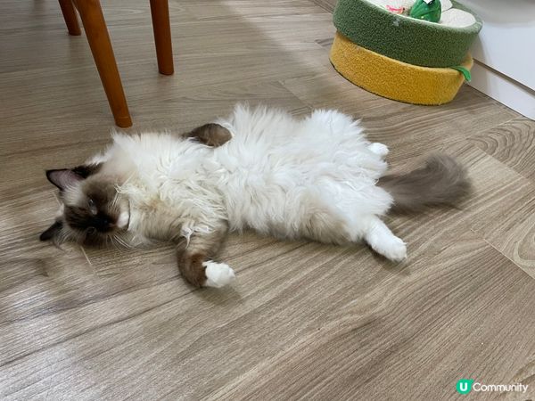 我叫黑b, 是隻海豹手套色布偶貓。我最鍾意扮cool, 翻肚...