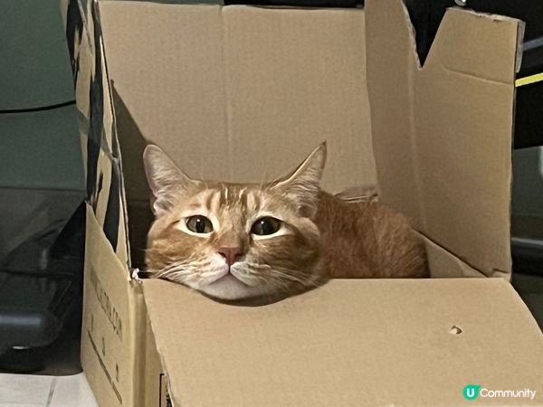 貓子的日常；負責給摸、裝可愛、裝高清。我的日常；幫忙抓癢、給...