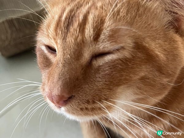 貓子的日常；負責給摸、裝可愛、裝高清。我的日常；幫忙抓癢、給...