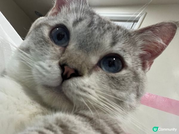 貓子的日常；負責給摸、裝可愛、裝高清。我的日常；幫忙抓癢、給...