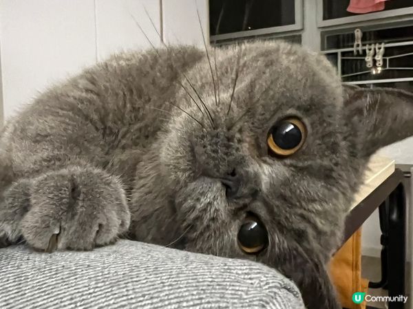 豆豆而家1歲係英短藍貓 佢好鍾意玩玩具 又鍾意抱抱 仲係一隻...