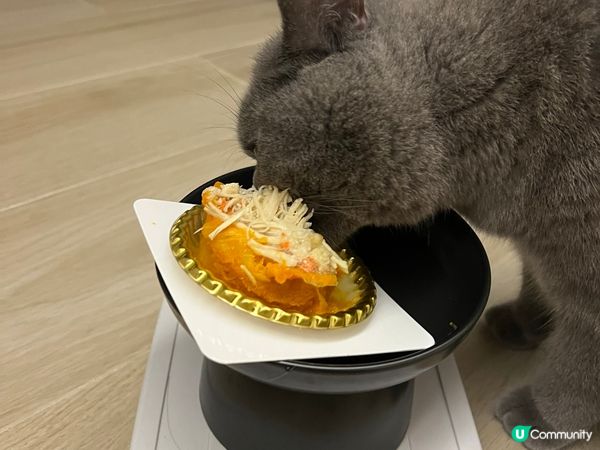 豆豆而家1歲係英短藍貓 佢好鍾意玩玩具 又鍾意抱抱 仲係一隻...