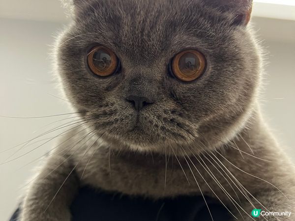 豆豆而家1歲係英短藍貓 佢好鍾意玩玩具 又鍾意抱抱 仲係一隻...