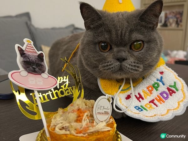 豆豆而家1歲係英短藍貓 佢好鍾意玩玩具 又鍾意抱抱 仲係一隻...