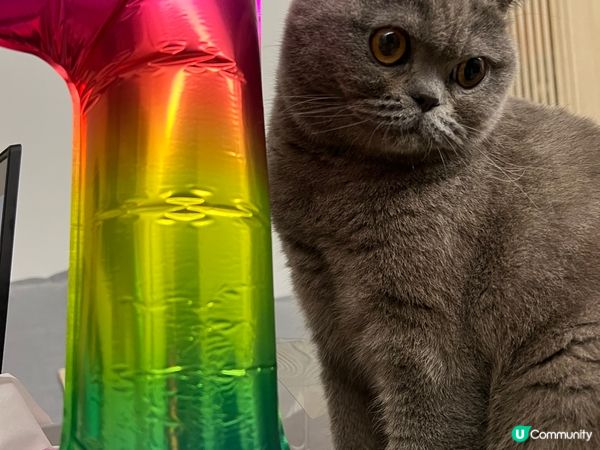 豆豆而家1歲係英短藍貓 佢好鍾意玩玩具 又鍾意抱抱 仲係一隻...