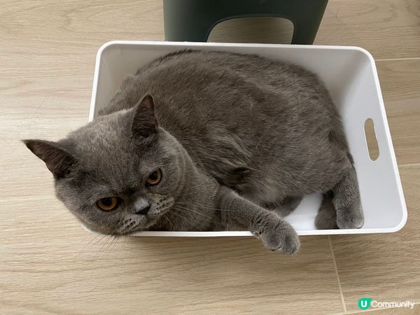 豆豆而家1歲係英短藍貓 佢好鍾意玩玩具 又鍾意抱抱 仲係一隻...