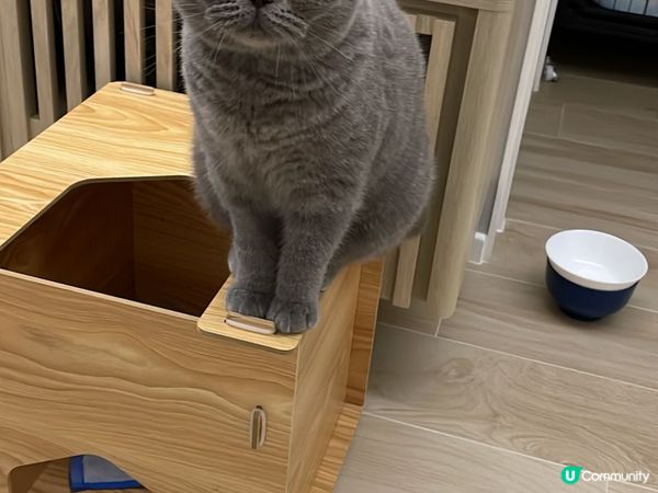 豆豆而家1歲係英短藍貓 佢好鍾意玩玩具 又鍾意抱抱 仲係一隻...