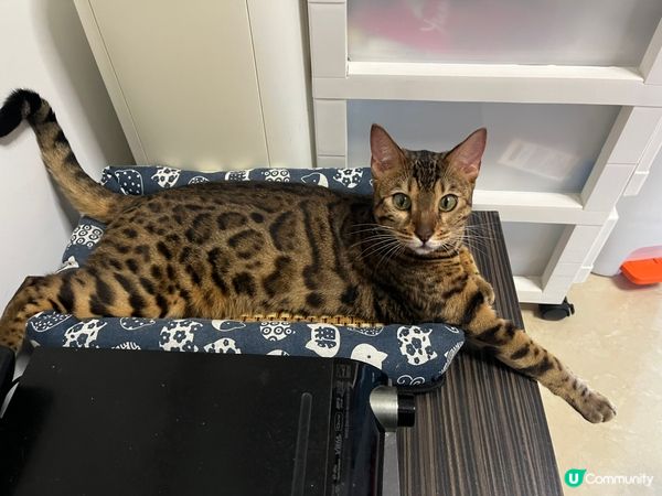 毛孩的日常生活