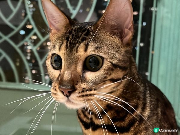 毛孩的日常生活