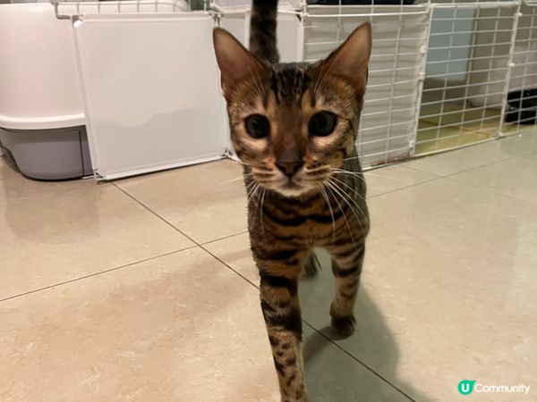 毛孩的日常生活