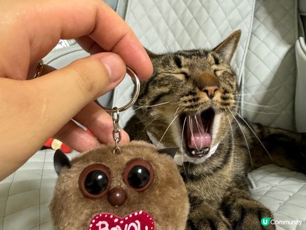 我的毛小孩包包&meme
