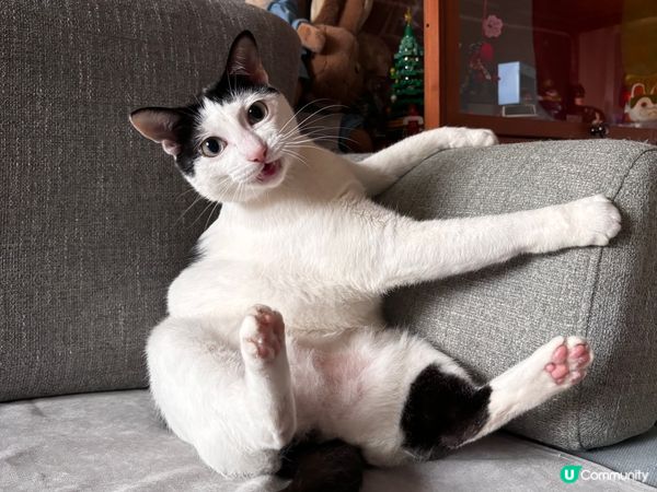 我的毛小孩包包&meme
