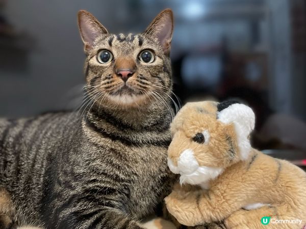 我的毛小孩包包&meme
