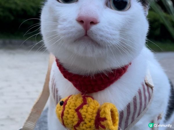 我的毛小孩包包&meme
