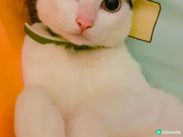 我的毛小孩包包&meme
