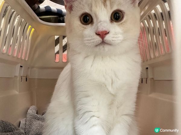 貓咪叫做琥珀，係四個月嘅男仔。唔好睇佢貓仔細細其實好為食，又...