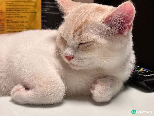 貓咪叫做琥珀，係四個月嘅男仔。唔好睇佢貓仔細細其實好為食，又...