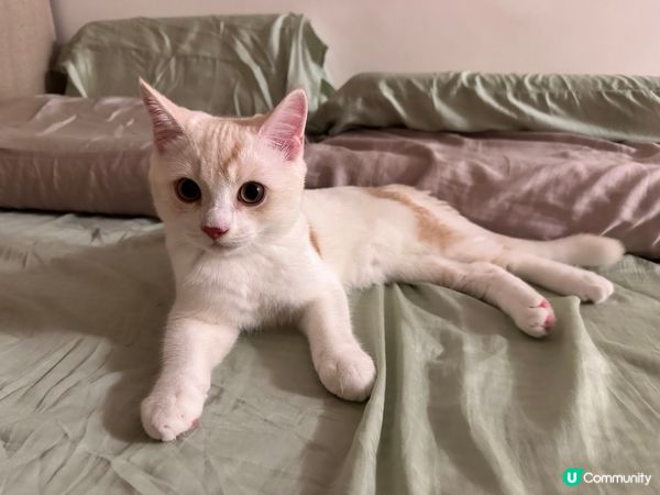 貓咪叫做琥珀，係四個月嘅男仔。唔好睇佢貓仔細細其實好為食，又...