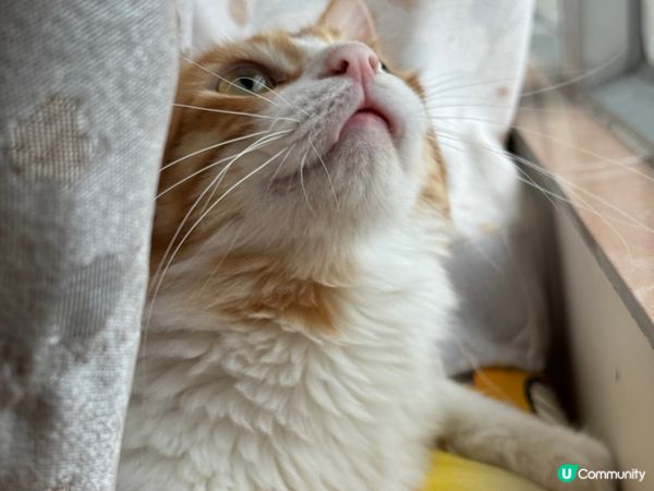 貓仔金仔同豆腐，係家貓來既，不過佢個樣同其他橘貓唔同架，因為...