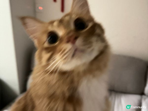 貓仔金仔同豆腐，係家貓來既，不過佢個樣同其他橘貓唔同架，因為...