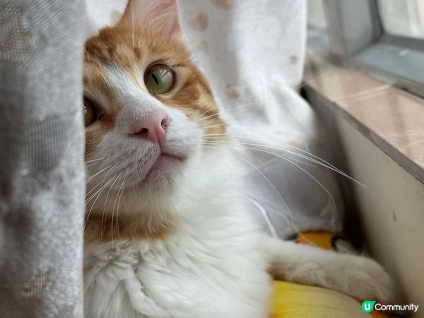 貓仔金仔同豆腐，係家貓來既，不過佢個樣同其他橘貓唔同架，因為...