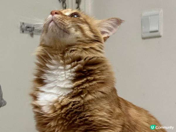 貓仔金仔同豆腐，係家貓來既，不過佢個樣同其他橘貓唔同架，因為...