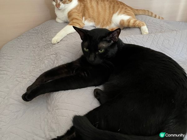 黑糖焦糖日常在家慢活，開開心心，快快活活地生活