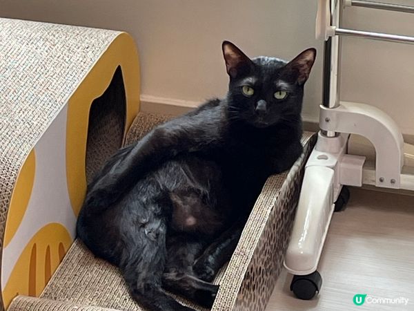 黑糖焦糖日常在家慢活，開開心心，快快活活地生活