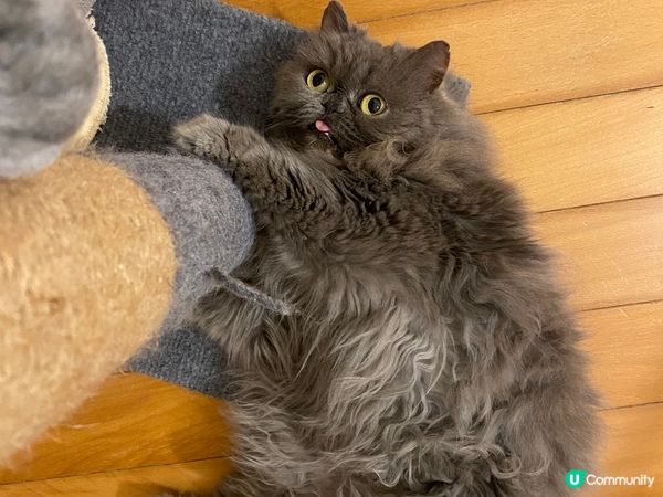 最愛伸脷嘅小貓